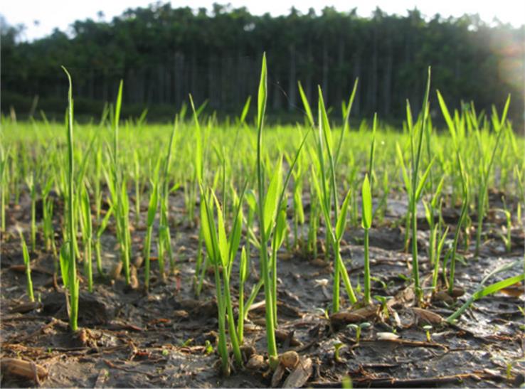 agriculture in kerala