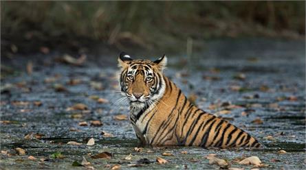 Ranthambore National Park