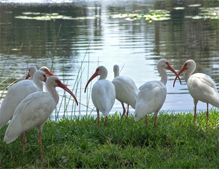kolleru birds